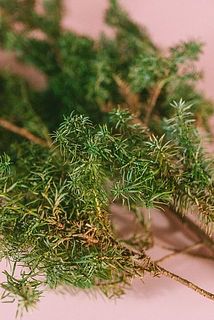 杉は時期的（シーズン終盤のため）に黄色くなっているものをお届けする場合がございます。