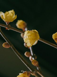 開花するといい香りが。