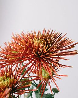 「チスパ」はスペイン語で「火花」。名前の通りの美しい品種です。