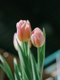 花の大きさや咲き具合には個体差があります。