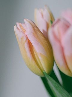 ピンクとアプリコットのグラデーションがたまらなくかわいい💓