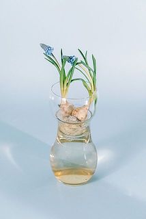 春は水栽培で球根を育ててみて。