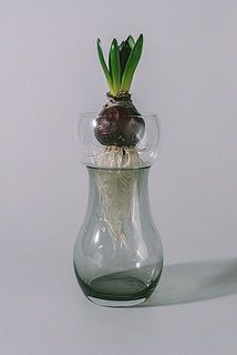 春は水栽培で球根を育ててみて。