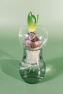 春は水栽培で球根を育ててみて。