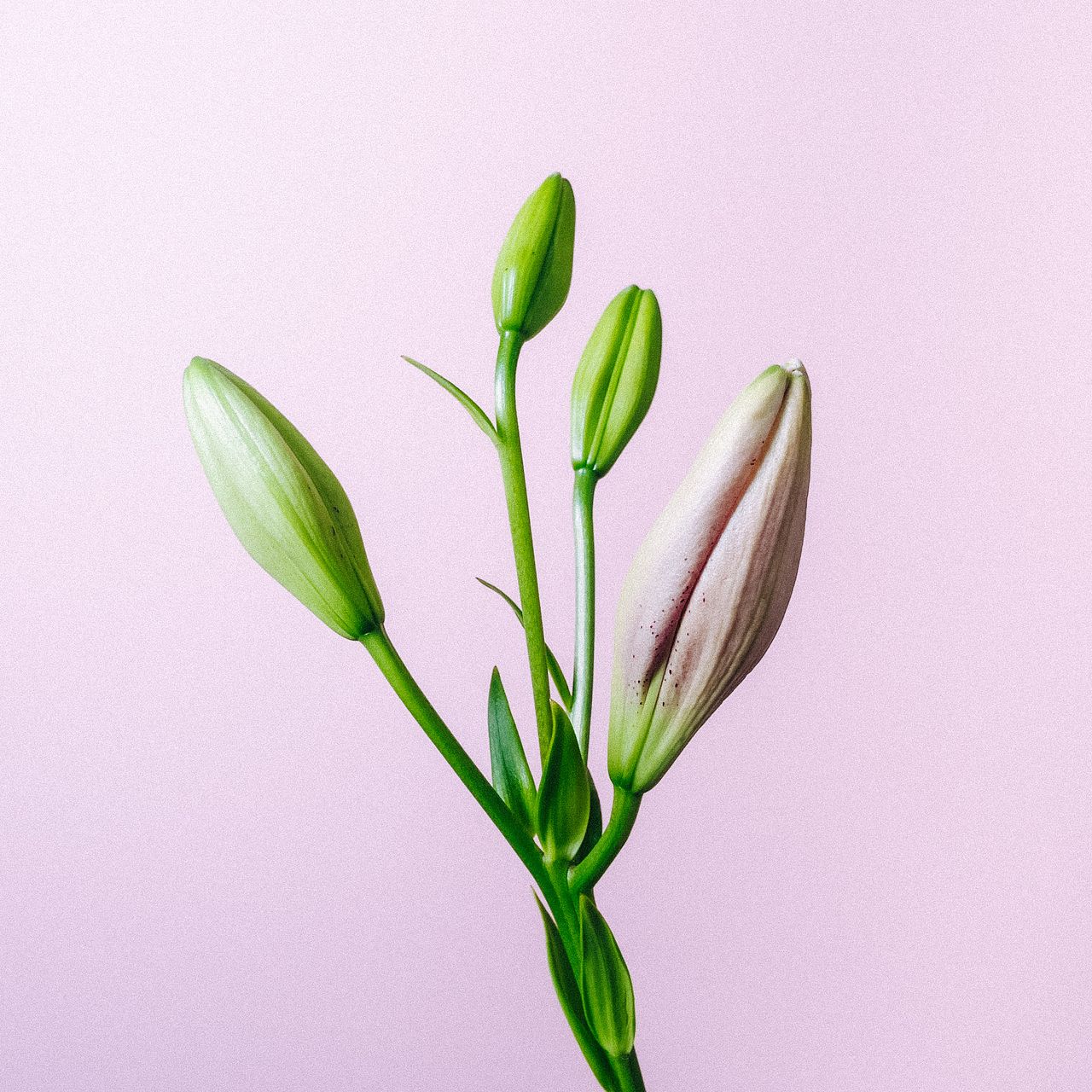 40s　スウィートハートジュエリー　シルバー　百合　リリー　天国の花　ユリ 40s スウィートハートジュエリー シルバー 百合 リリー 天国の花