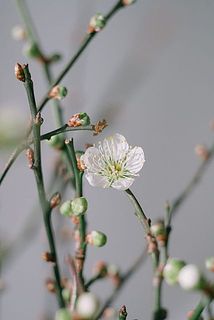 開花するところんとしたかわいらしい花が顔を見せます🤍