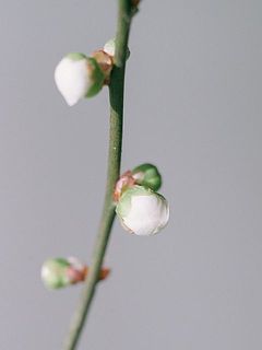 蕾の状態でお届けします。白く膨らんできたらそろそろ開花します。