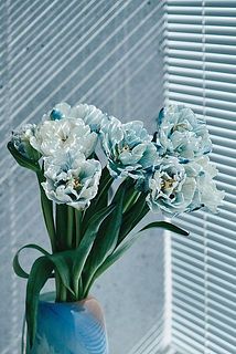 今回は7本組でお届けします。チューリップのイメージが変わる、ふわっふわの八重咲き。［使用花器：farbe］