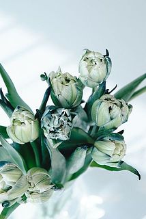 八重咲きチューリップ「アバンガード」を染めています。だんだんと開花する様子も楽しんで。