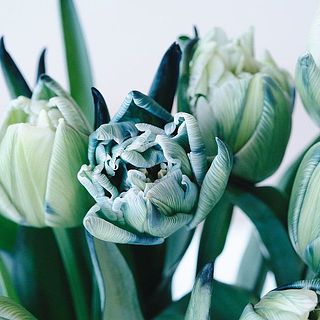 くしゅっとした花びらがかわいすぎます😍