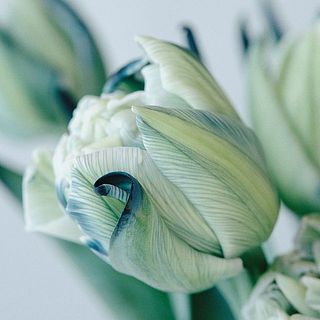 まるで色鉛筆で描いたような美しさ。染まり具合には個体差があります。ご了承ください。