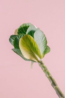 葉牡丹の葉は配送中に黄色くなってしまうことがございます。優しく取り除いてください。