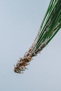 松特有の性質により、根元部分に白い繊維状のものが見られる場合があります。品質には問題ございませんのでご安心ください。