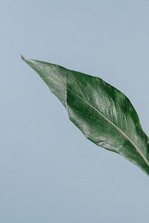 グレビリアゴールドは輸入品のため、折れや変色がある場合がございます。