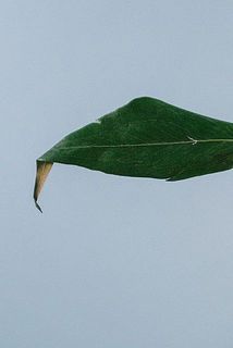 グレビリアゴールドは輸入品のため、折れや変色がある場合がございます。