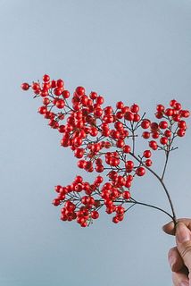 南天の実つきには個体がございます。