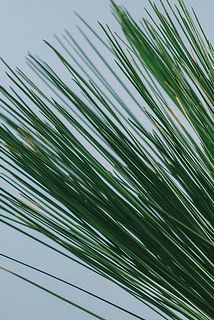 松の葉先が一部変色している場合がございます。