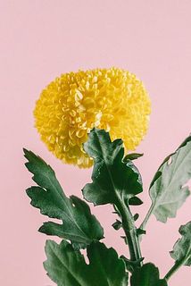 マムの花びらにはクセが見られることがございます。