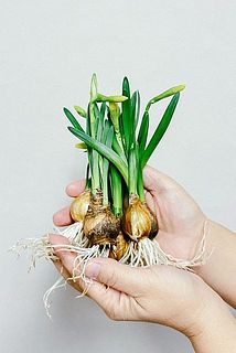 6球お届けします。つぼみの状態のものもあります。