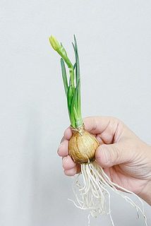 だんだんと開花する様子を楽しんで。