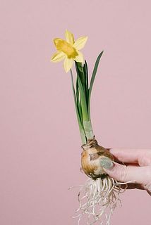 開花イメージ。甘い香りを楽しんで😍