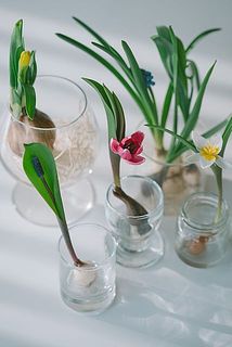 球根付きのお花の飾り方例。小さなガラスやジャム瓶などがおすすめ。（お花の種類は今回お届けするものとは異なります）