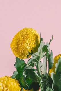 マムの花びらにはクセが見られることがございます。