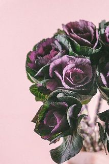 ハボタンには個体差があります。