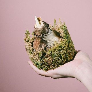 苔は座布団のような役割として活用ください。苔にお水を含ませる必要はありません。