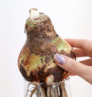 外側の皮が黒かったりボロボロとしていますが、 まったく問題ありません！マジックアマリリスの外皮は、球根を守ってきた自然な皮。土の跡や、乾燥による色ムラ、皮がめくれている状態はすべて正常で、生育や開花には影響しません。無理に剥がしたりせず、そのままの姿でお楽しみください。カビがある場合は、皮を少しめくってもOK。または、優しく拭き取って少しだけアルコールで除菌してあげてください🦠