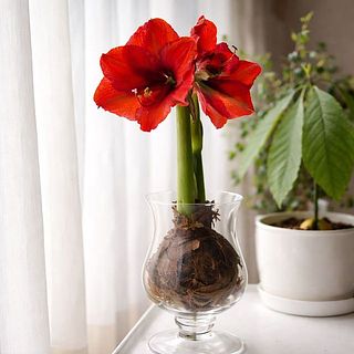 開花イメージ。花器ドロップベースとも相性抜群です。