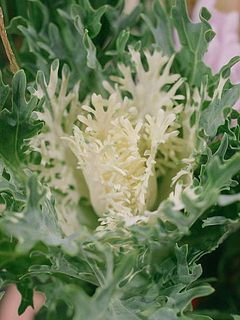 変わり咲きのフェザー葉牡丹。フリフリのお花です。