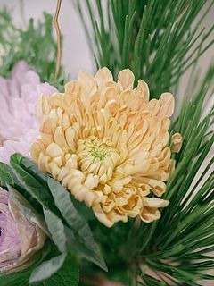 マム（菊）をお正月に飾ると「幸福が訪れる」と言われています。