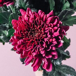 華やかなマム「ラベーロ」。