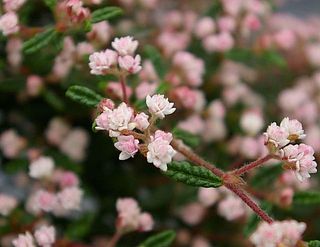 開花イメージ。愛らしいお花をお楽しみに。