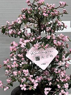 開花イメージ。