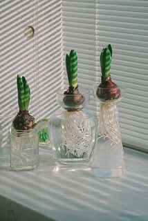 蕾の状態でお届けします。どんな色が咲くかお楽しみに。