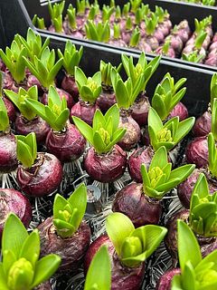 ハウスの中で育つ様子。ぷっくりかわいい。