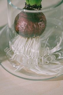 お水の量は、根っこにだけお水がつくようにすればOK。水換えは3日に一度行いましょう。球根に水がつかないように注意してください。カビの原因になります。