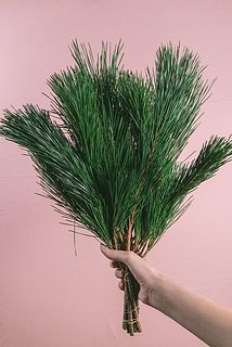 松の形には個体差があります。