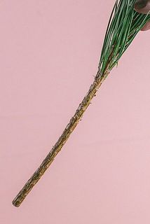 茎の部分にヤニがあります。ベタベタする特性があります。