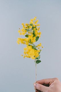 花付きには個体差がございます。