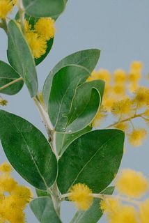 葉っぱは傷や切れ込みが入っていることがございます。