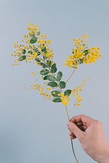 花付きには個体差がございます。