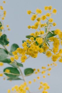 花粉がとても落ちやすい特性があります。