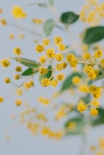 ふわふわになっていない蕾は開かない可能性が高いです。ご了承ください。