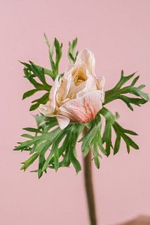 アネモネの開き具合には個体差がございます。