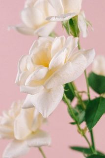 外側の花びらは、お花を守るためについています。傷や汚れが気になるときは、そっと取りのぞいてみてください。