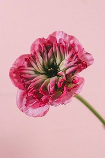 シャルロットの咲き方には個体差がございます。