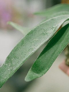 星状毛が個体差により取れてしまっている場合がございます。特性としてお楽しみください。